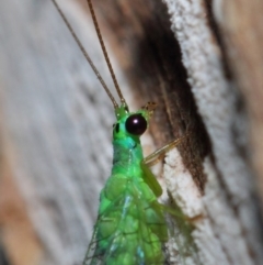 Mallada tripunctatus at Hackett, ACT - 14 Jun 2019 12:16 PM