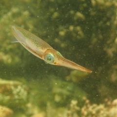 Sepioteuthis australis at Eden, NSW - 31 Dec 2018 by SapphireCoastMarineDiscoveryCentre