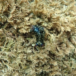 Hypselodoris obscura at Eden, NSW - 31 Dec 2018 01:00 PM