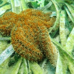 Coscinasterias muricata (Eleven-armed Seastar) at Merimbula, NSW - 2 Jan 2019 by SapphireCoastMarineDiscoveryCentre