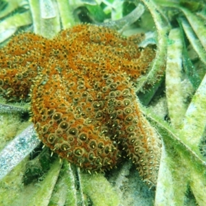 Coscinasterias muricata at Merimbula, NSW - 2 Jan 2019