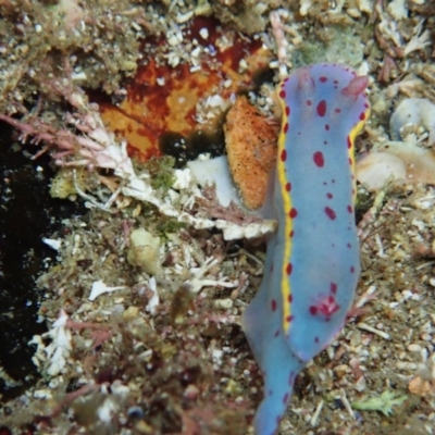 Hypselodoris bennetti (Hypselodoris bennetti) at Eden, NSW - 3 Jan 2019 by SapphireCoastMarineDiscoveryCentre