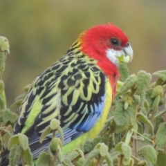 Platycercus eximius (Eastern Rosella) at Point Hut to Tharwa - 12 May 2019 by michaelb