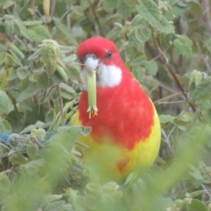 Platycercus eximius at Tuggeranong DC, ACT - 12 May 2019 02:42 PM