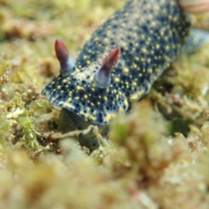 Hypselodoris obscura at Eden, NSW - 3 Jan 2019 10:29 AM