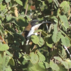 Acanthorhynchus tenuirostris at Tuggeranong DC, ACT - 12 May 2019