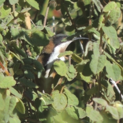 Acanthorhynchus tenuirostris (Eastern Spinebill) at Point Hut to Tharwa - 12 May 2019 by michaelb