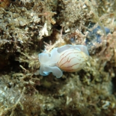 Bullina lineata (Bullina lineata) at Eden, NSW - 4 Jan 2019 by SapphireCoastMarineDiscoveryCentre