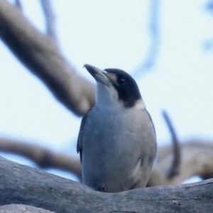 Cracticus torquatus at Ainslie, ACT - 14 Jun 2019