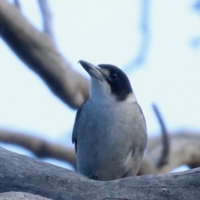Cracticus torquatus (Grey Butcherbird) at Mount Ainslie - 14 Jun 2019 by jb2602