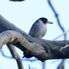 Cracticus torquatus at Ainslie, ACT - 14 Jun 2019