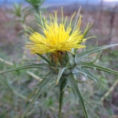 Carthamus lanatus (Saffron Thistle) at Isaacs Ridge and Nearby - 16 Jun 2019 by Mike