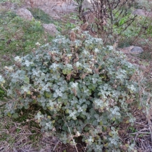 Marrubium vulgare at Isaacs Ridge - 16 Jun 2019