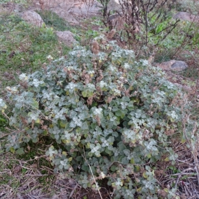 Marrubium vulgare (Horehound) at Isaacs Ridge and Nearby - 16 Jun 2019 by Mike