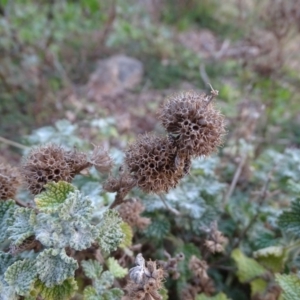 Marrubium vulgare at Isaacs Ridge - 16 Jun 2019