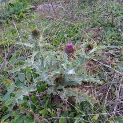 Onopordum acanthium (Scotch Thistle) at Isaacs, ACT - 16 Jun 2019 by Mike