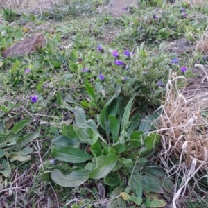 Echium plantagineum at Isaacs Ridge - 16 Jun 2019
