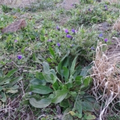 Echium plantagineum (Paterson's Curse) at Isaacs Ridge and Nearby - 16 Jun 2019 by Mike