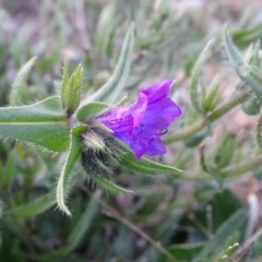 Echium plantagineum at Isaacs Ridge - 16 Jun 2019