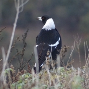 Gymnorhina tibicen at Isaacs, ACT - 16 Jun 2019