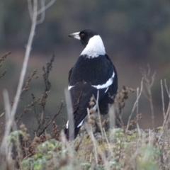Gymnorhina tibicen (Australian Magpie) at Isaacs Ridge and Nearby - 16 Jun 2019 by Mike