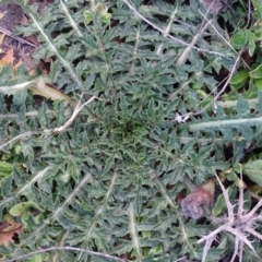 Carduus nutans (Nodding Thistle) at Isaacs Ridge and Nearby - 16 Jun 2019 by Mike