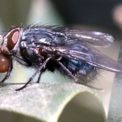 Calliphora vicina at Ainslie, ACT - 15 Jun 2019 01:48 PM