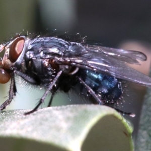 Calliphora vicina at Ainslie, ACT - 15 Jun 2019 01:48 PM