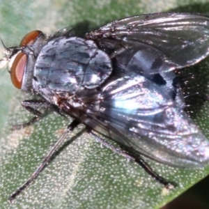 Calliphora vicina at Ainslie, ACT - 15 Jun 2019 01:48 PM