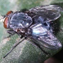 Calliphora vicina at Ainslie, ACT - 15 Jun 2019 01:48 PM