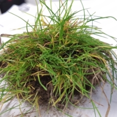 Unverified Plant at Dickson, ACT - 17 Jun 2019 by laura.williams
