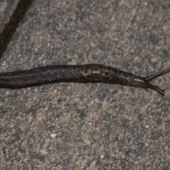 Limax maximus (Leopard Slug, Great Grey Slug) at QPRC LGA - 17 Apr 2018 by natureguy