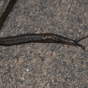 Limax maximus at Wamboin, NSW - 18 Apr 2018 02:24 AM