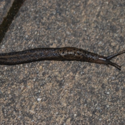 Limax maximus (Leopard Slug, Great Grey Slug) at QPRC LGA - 17 Apr 2018 by natureguy