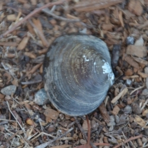 Hyriidae sp. (family) at Sutton, NSW - 22 Feb 2018