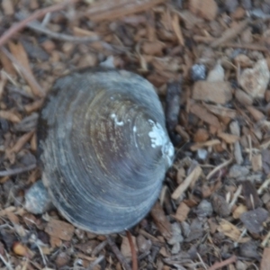 Hyriidae sp. (family) at Sutton, NSW - 22 Feb 2018