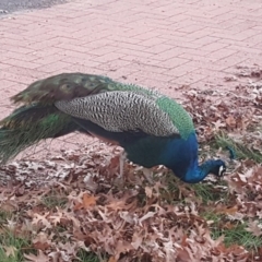 Pavo cristatus (Indian Peafowl) at Griffith, ACT - 17 Jun 2019 by Mike