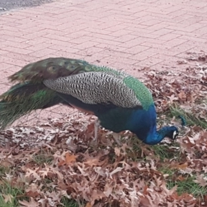 Pavo cristatus at Griffith, ACT - 17 Jun 2019 04:57 PM