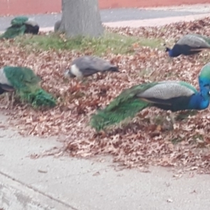 Pavo cristatus at Griffith, ACT - 17 Jun 2019 04:57 PM