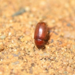 Heteronyx sp. (genus) (Scarab beetle) at QPRC LGA - 7 Dec 2018 by natureguy