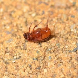 Heteronyx sp. (genus) at Wamboin, NSW - 7 Dec 2018 03:05 PM