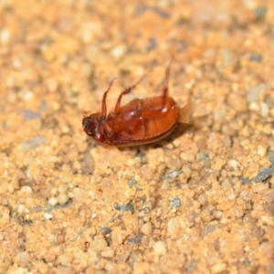 Heteronyx sp. (genus) at Wamboin, NSW - 7 Dec 2018