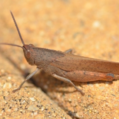 Goniaea australasiae (Gumleaf grasshopper) at QPRC LGA - 7 Dec 2018 by natureguy