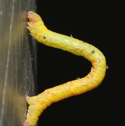 Geometridae (family) IMMATURE (Unidentified IMMATURE Geometer moths) at ANBG - 14 Jun 2019 by TimL