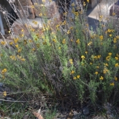 Chrysocephalum semipapposum (Clustered Everlasting) at Wamboin, NSW - 9 Feb 2019 by natureguy