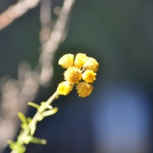 Chrysocephalum semipapposum at Wamboin, NSW - 9 Feb 2019