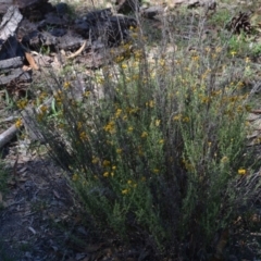 Chrysocephalum semipapposum at Wamboin, NSW - 9 Feb 2019