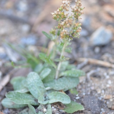 Gamochaeta impatiens (A cudweed) at Wamboin, NSW - 9 Feb 2019 by natureguy