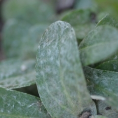 Gamochaeta impatiens at QPRC LGA - 9 Feb 2019 10:58 AM