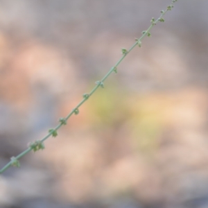 Rumex brownii at Wamboin, NSW - 9 Feb 2019